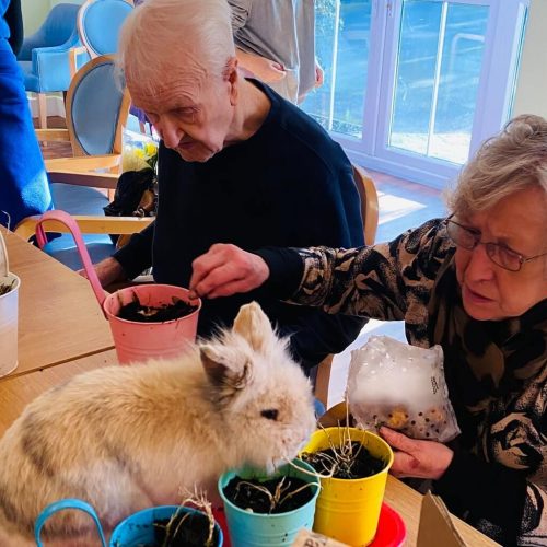 animal therapy in dementia care